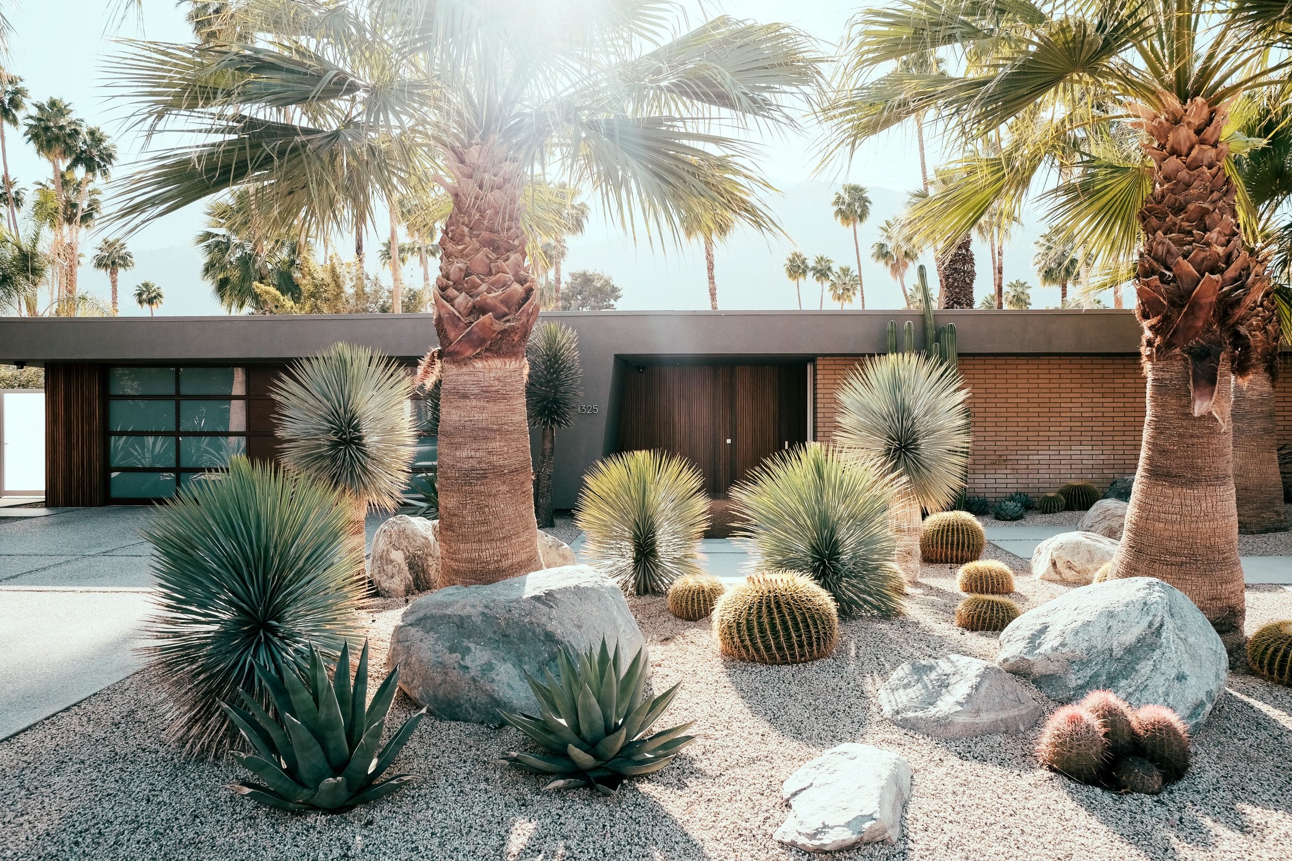 Palm trees, yucca, and barrel cactus in a Palm Springs front yard landscaped with CC&R Nursery plants