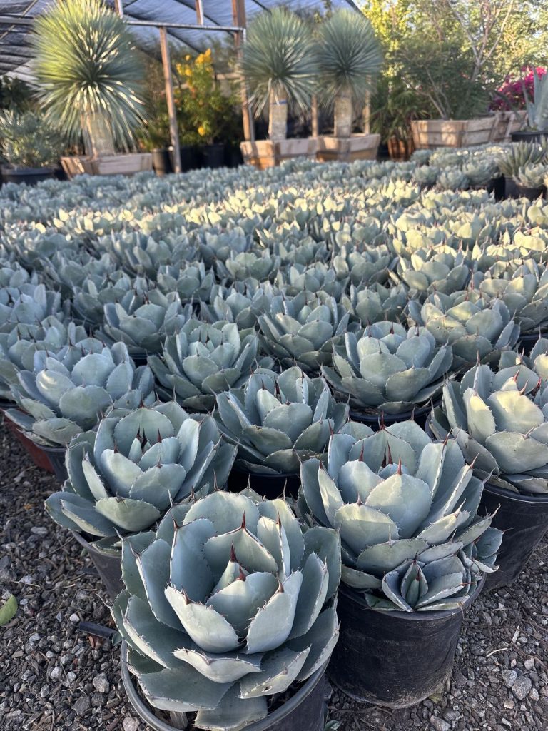 Rows of agave grown at CC&R Nursery in Desert Hot Springs