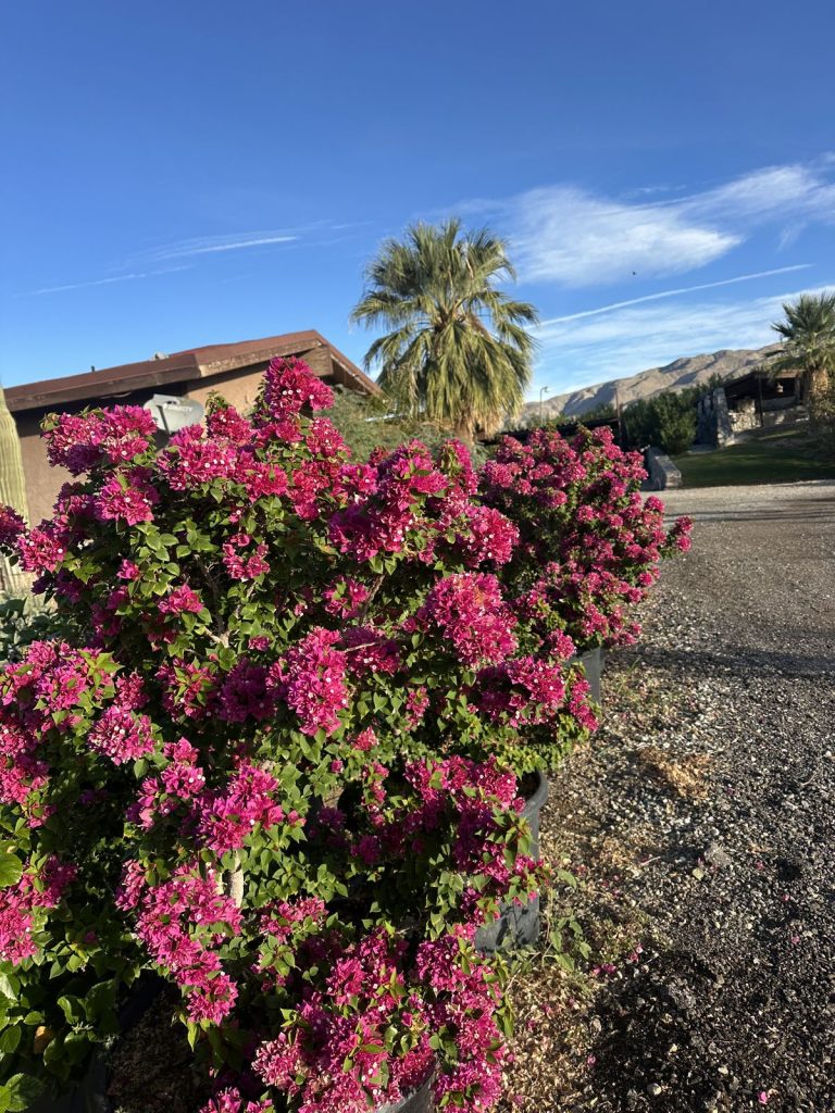 Magenta bougainvillea with palms and mountains at CC&R Nursery, Desert Hot Springs
