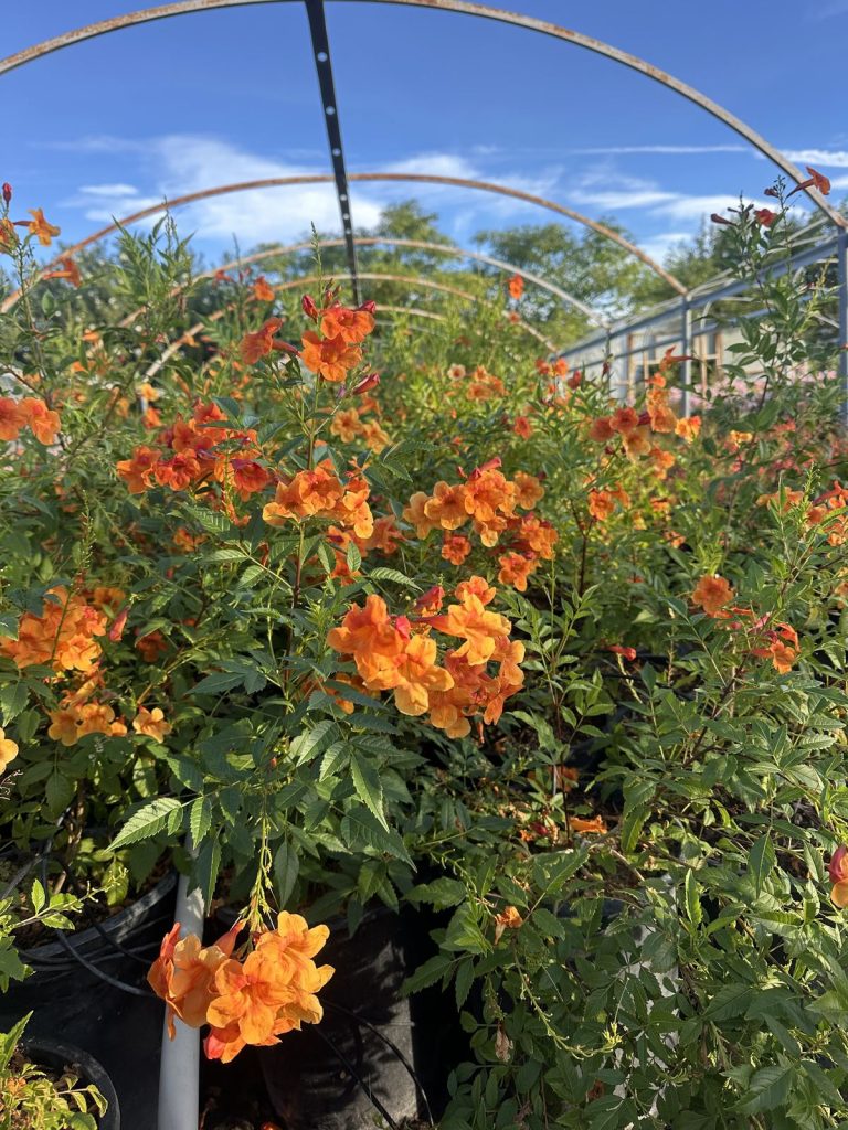 Orange tecoma in bloom under the shade house at CC&R Nursery