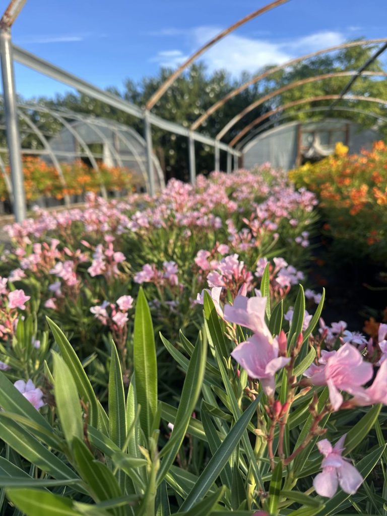 Pink oleander in bloom at CC&R Nursery
