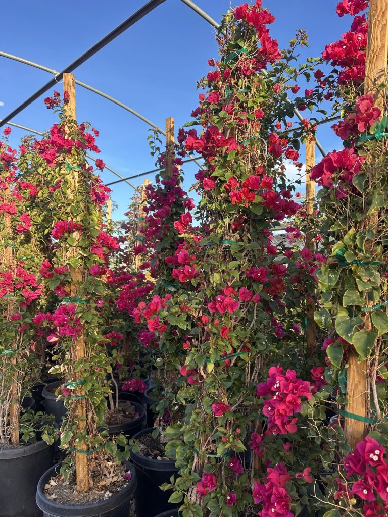 Red bougainvillea on trellises in the shade house at CC&R Nursery