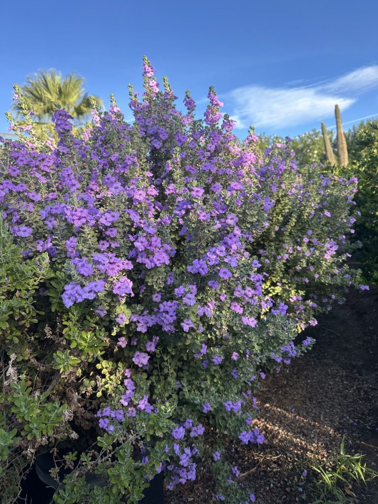Texas ranger in full purple bloom at CC&R Nursery