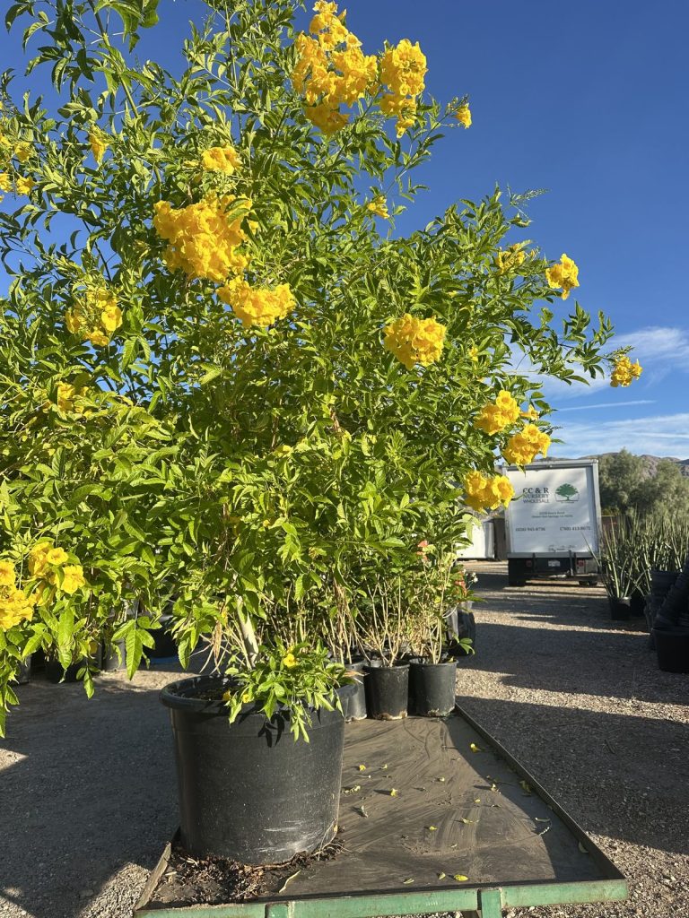 Yellow bells (Tecoma stans) in bloom at CC&R Nursery