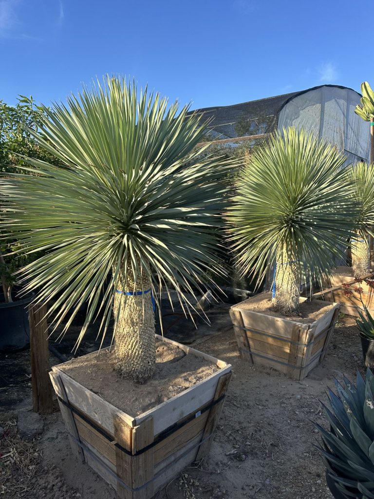 Boxed Yucca rostrata specimens at CC&R Nursery